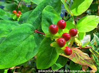 Hypericum androsaemum
