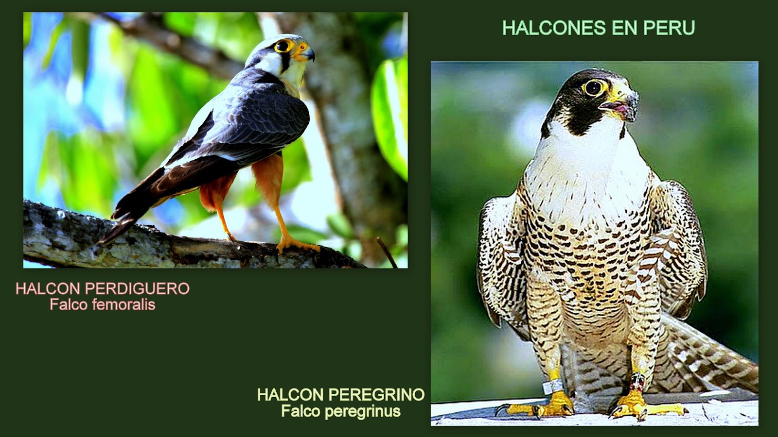 Animales y Plantas de Perú Halcones en Perú
