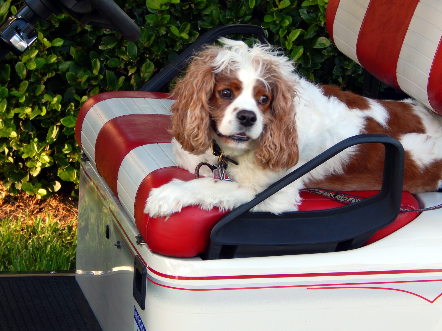 Dog resting in drivers seat of EZGO ST Sport II golf cart, Sun City