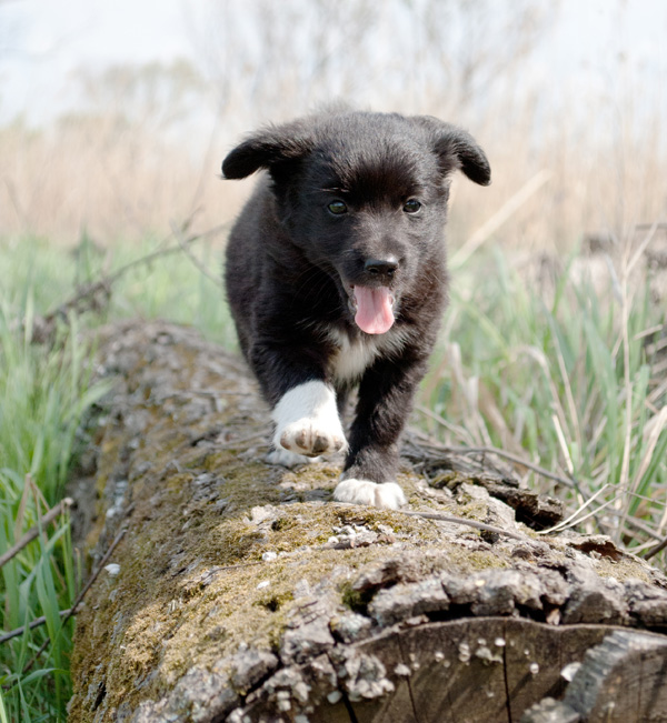 Elista Dog Training Elista Dog Training