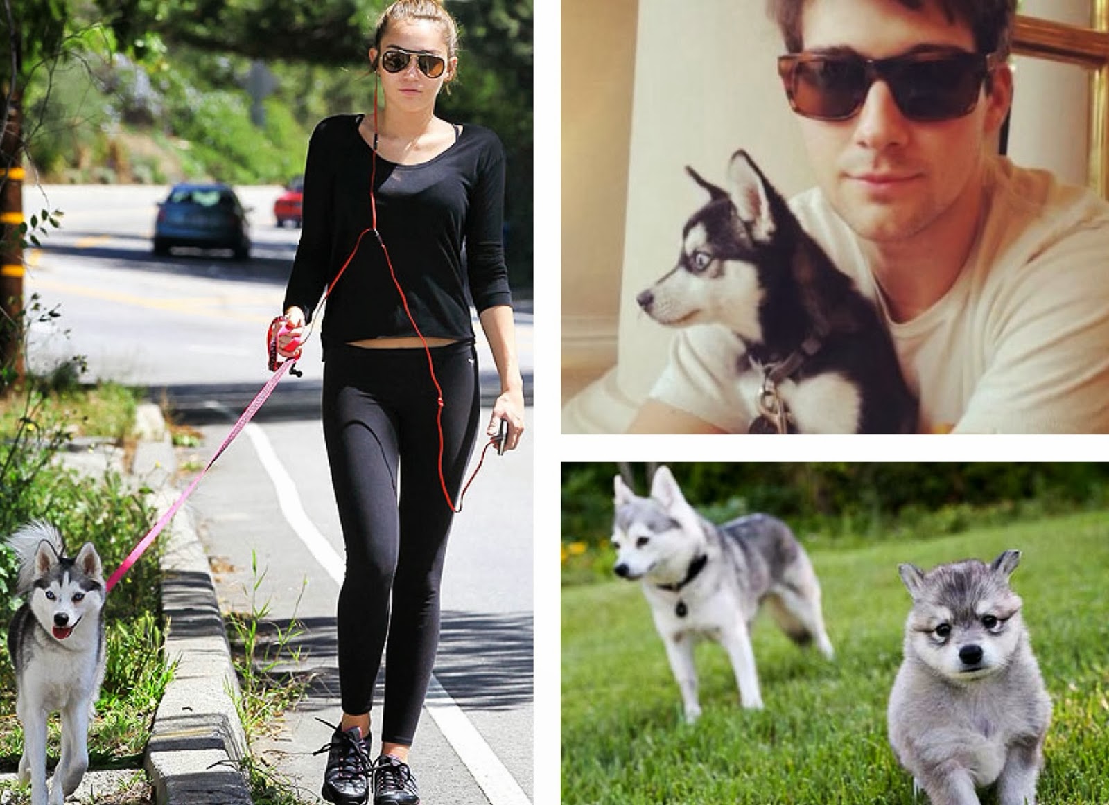 Alaskan Klee Kai Alaskan Klee Kais with their Miley Cyrus's and James Maslows