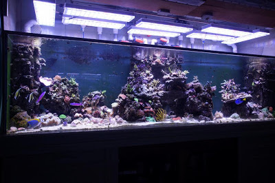 big aquariums with led