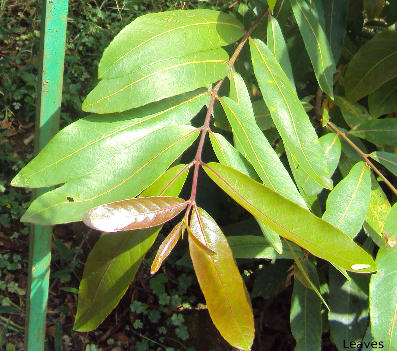 Arjuna Bark In Tamil