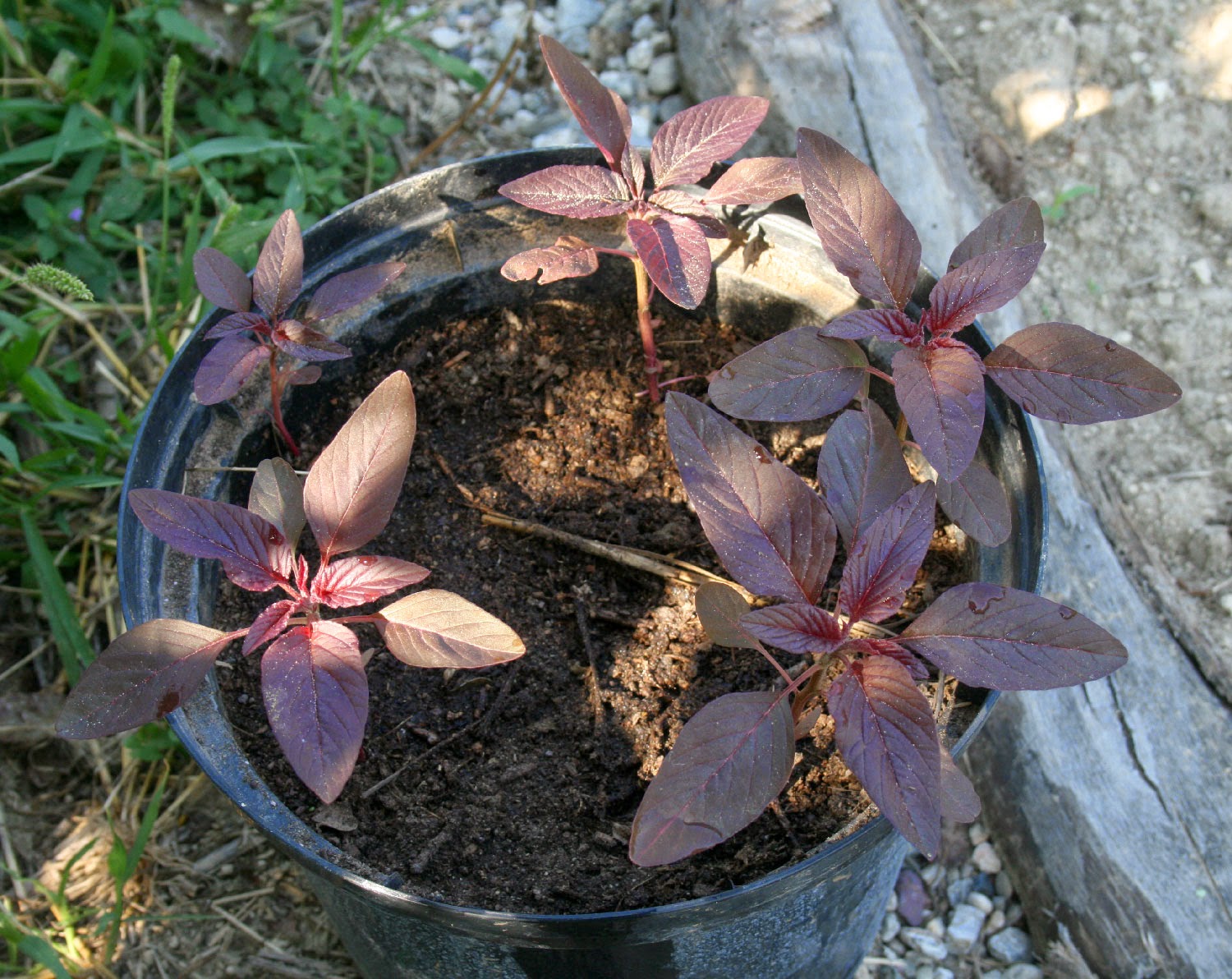 All the seedlings are now healthy All the seedlings are now healthy