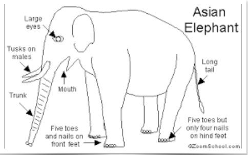Diagram of an asian elephant
