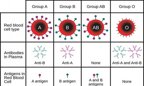 YOUR BLOOD TYPE COULD BE PUTTING YOU AT RISK OF THIS HEALTH PROBLEM BLOOD TYPE
