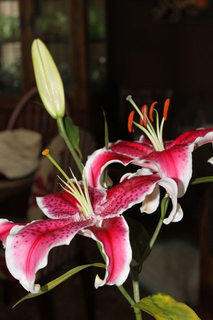 star gazer lillies star gazer lillies