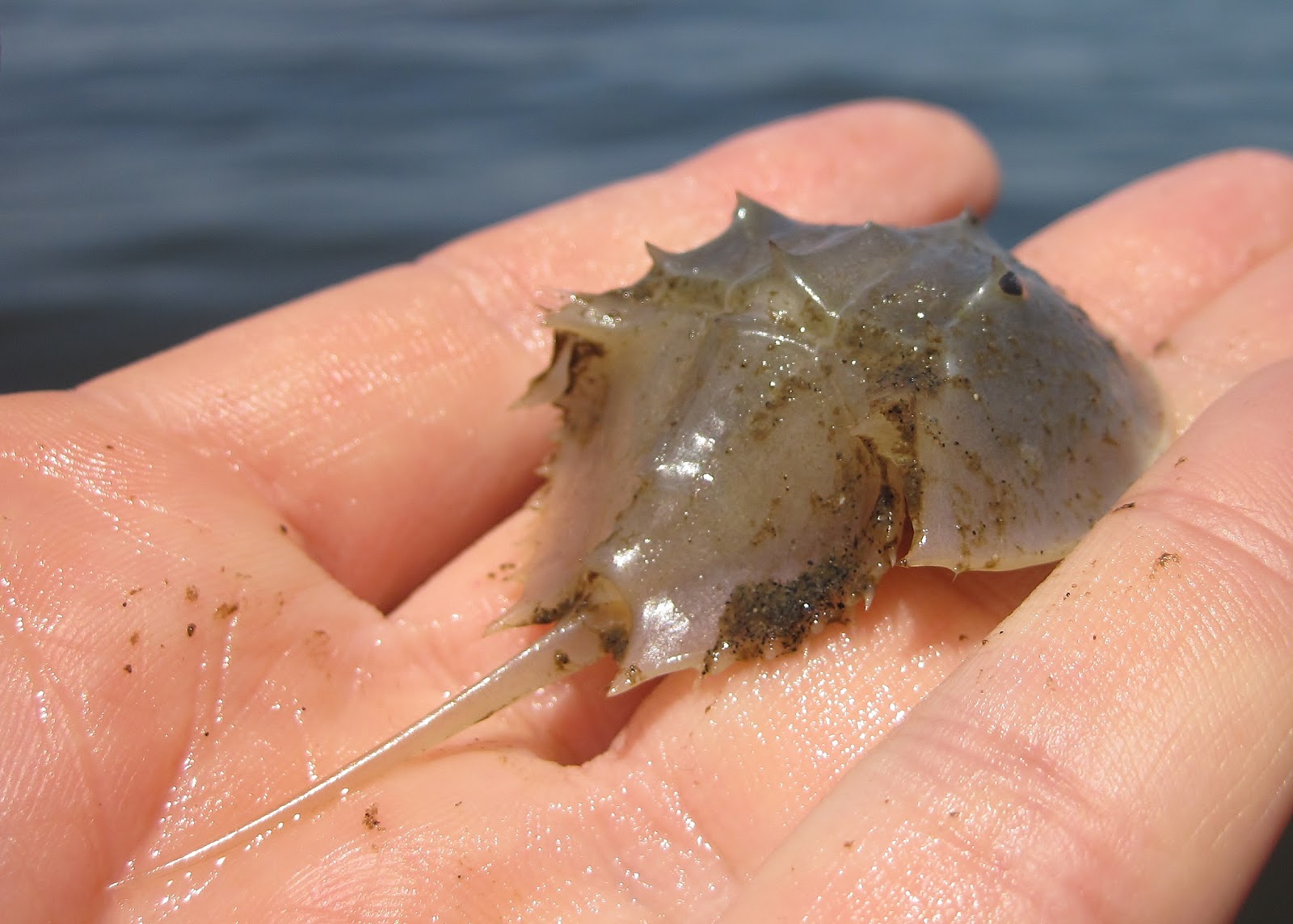 Nature on the Edge of New York City The Early Years of a Horseshoe