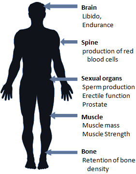 Physiological effects of testosterone