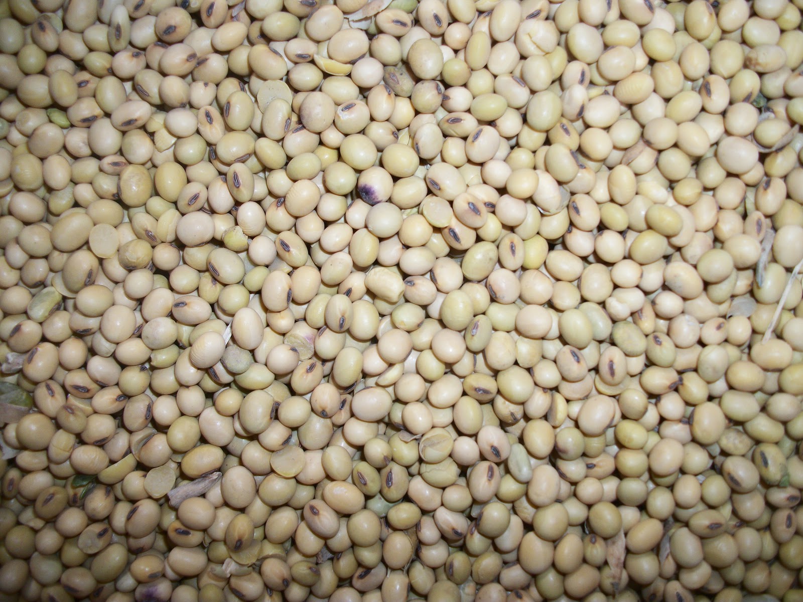 Tales of a Kansas Farm Mom Incredible Edible and Industrial Soybean