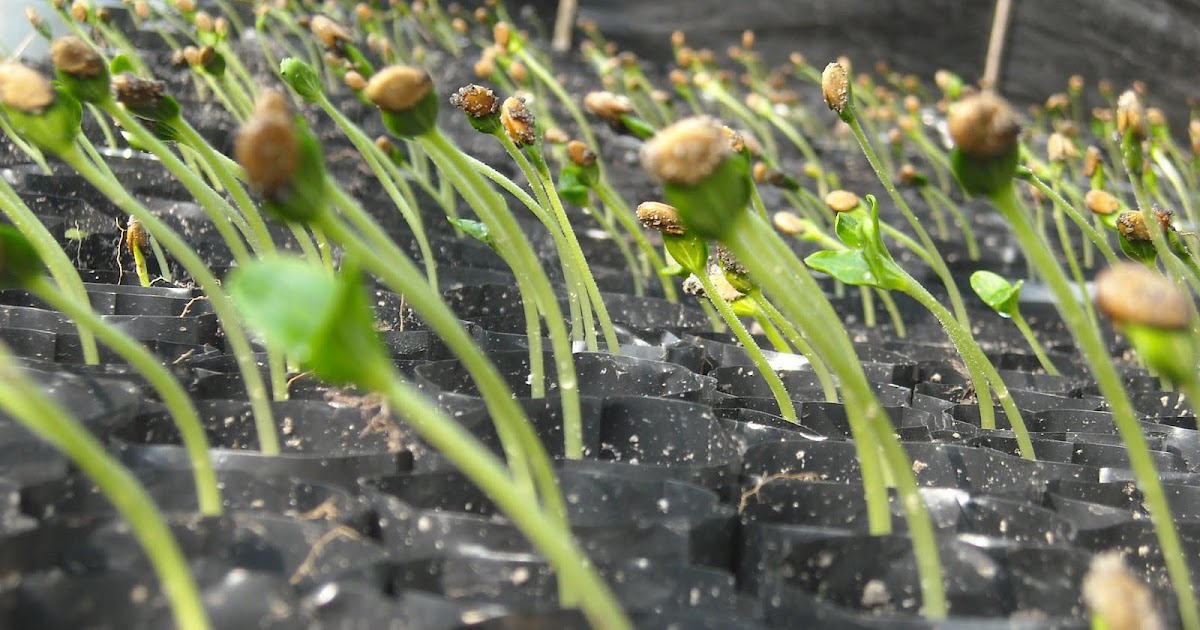 Life Into Words Lebih Dalam Mengenai Varietas Unggul Perbanyakan Generatif Vegetatif Pada Tanaman