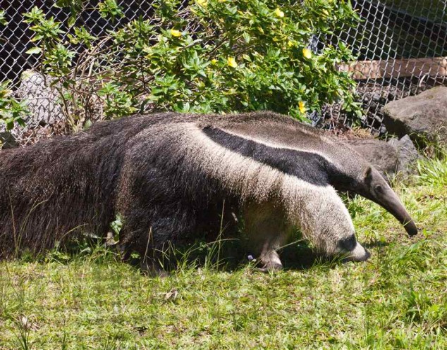 Tamanduá tem perna que parece cabeça de urso panda