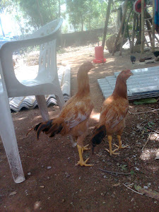 Country Chicken Pictures