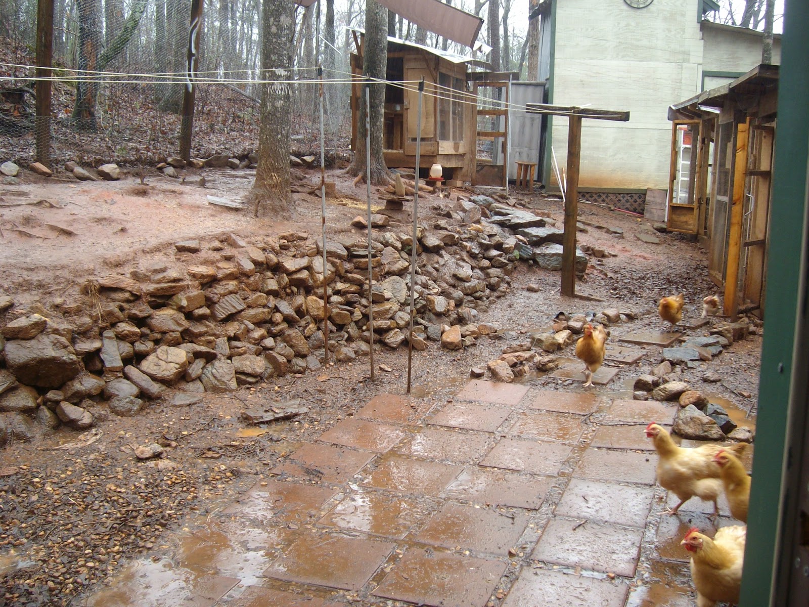 Cabin In The Woods Sprouting Seeds for Chickens