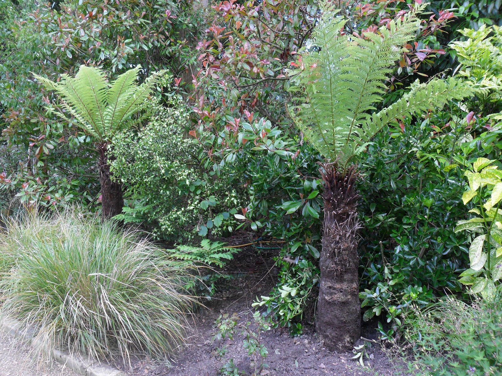 Ferns Tree