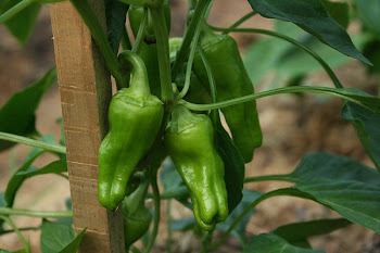Peppers ready for picking :o)