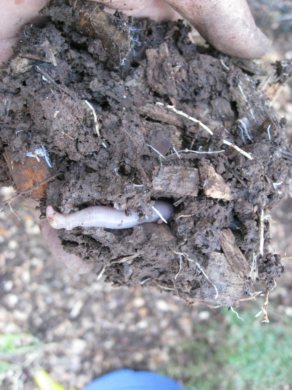 Low Cost Vegetable Garden Wood chip soil pictures