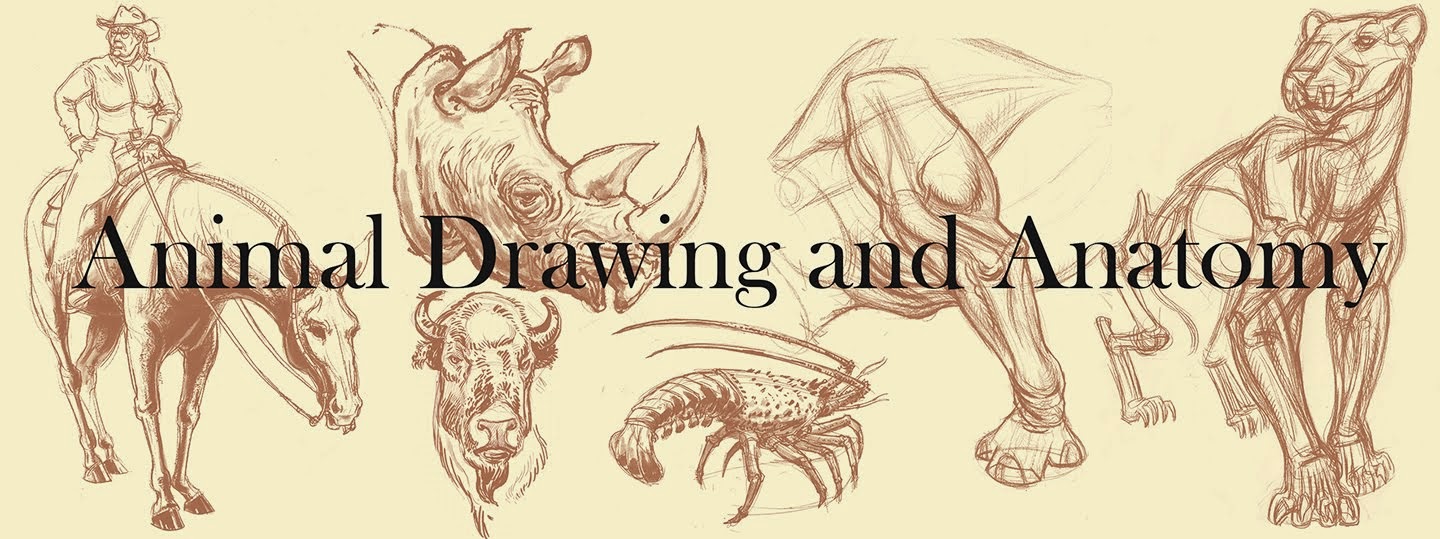 Animal Drawing and Anatomy