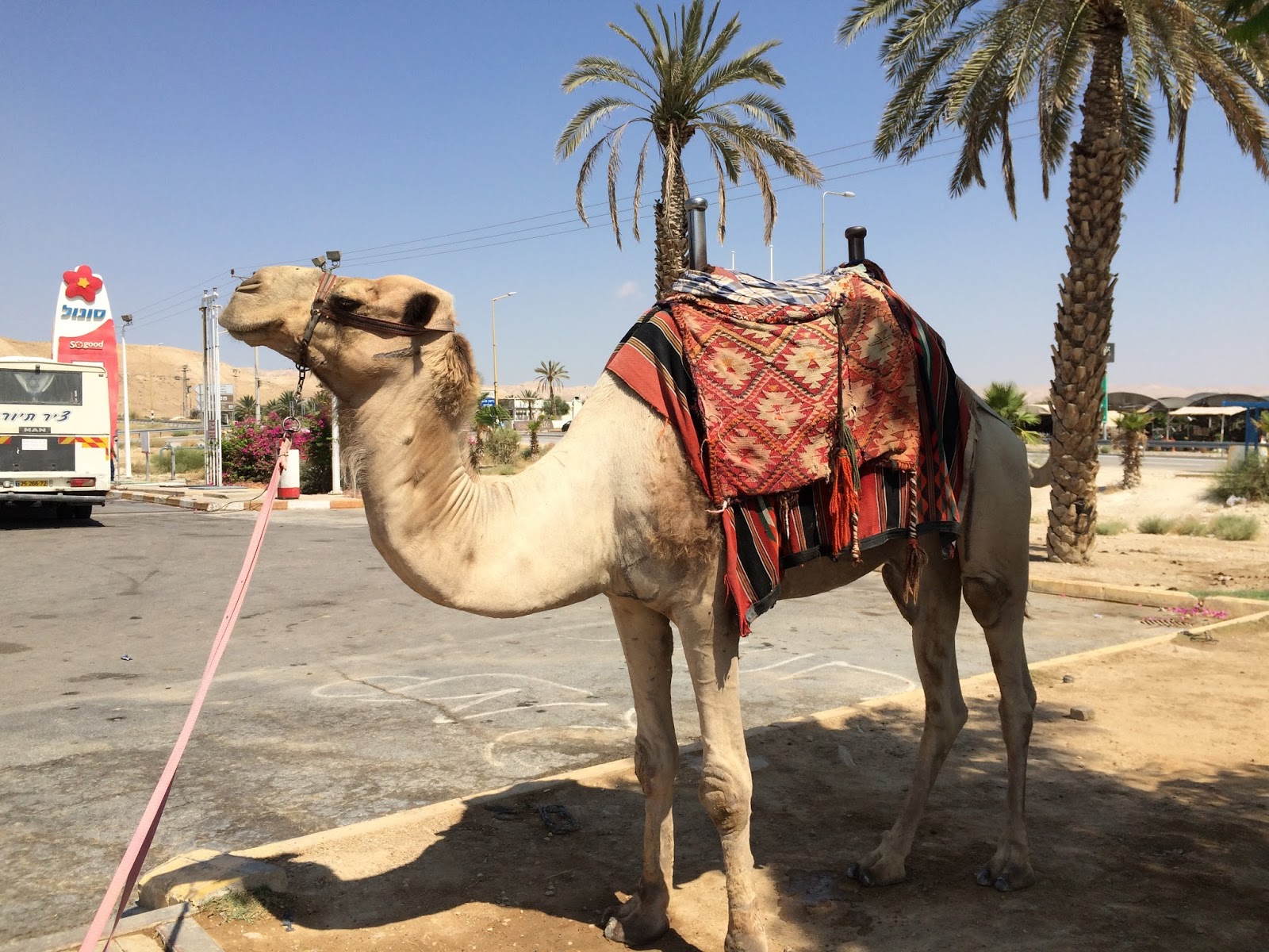 Neve Midbar Beach, Dead Sea / 死海 ネヴ ミッドバー ビーチ I'm Made of Sugar