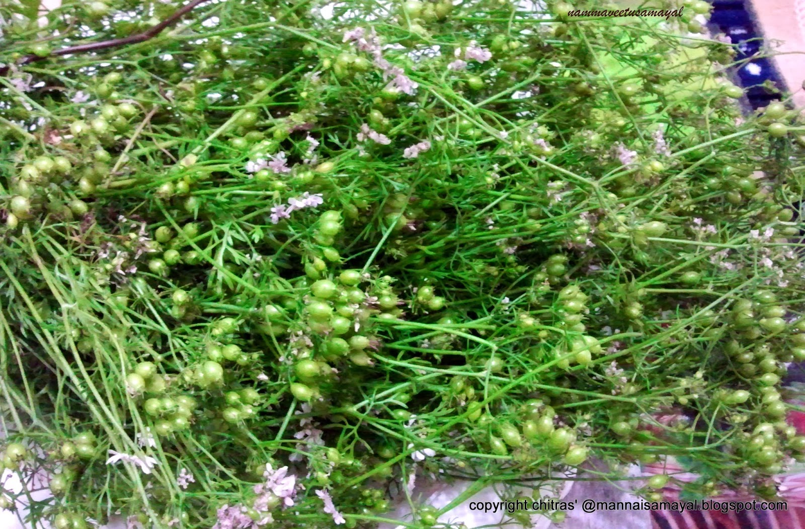 kalakkalsamayal Green Coriander Seeds Chutney