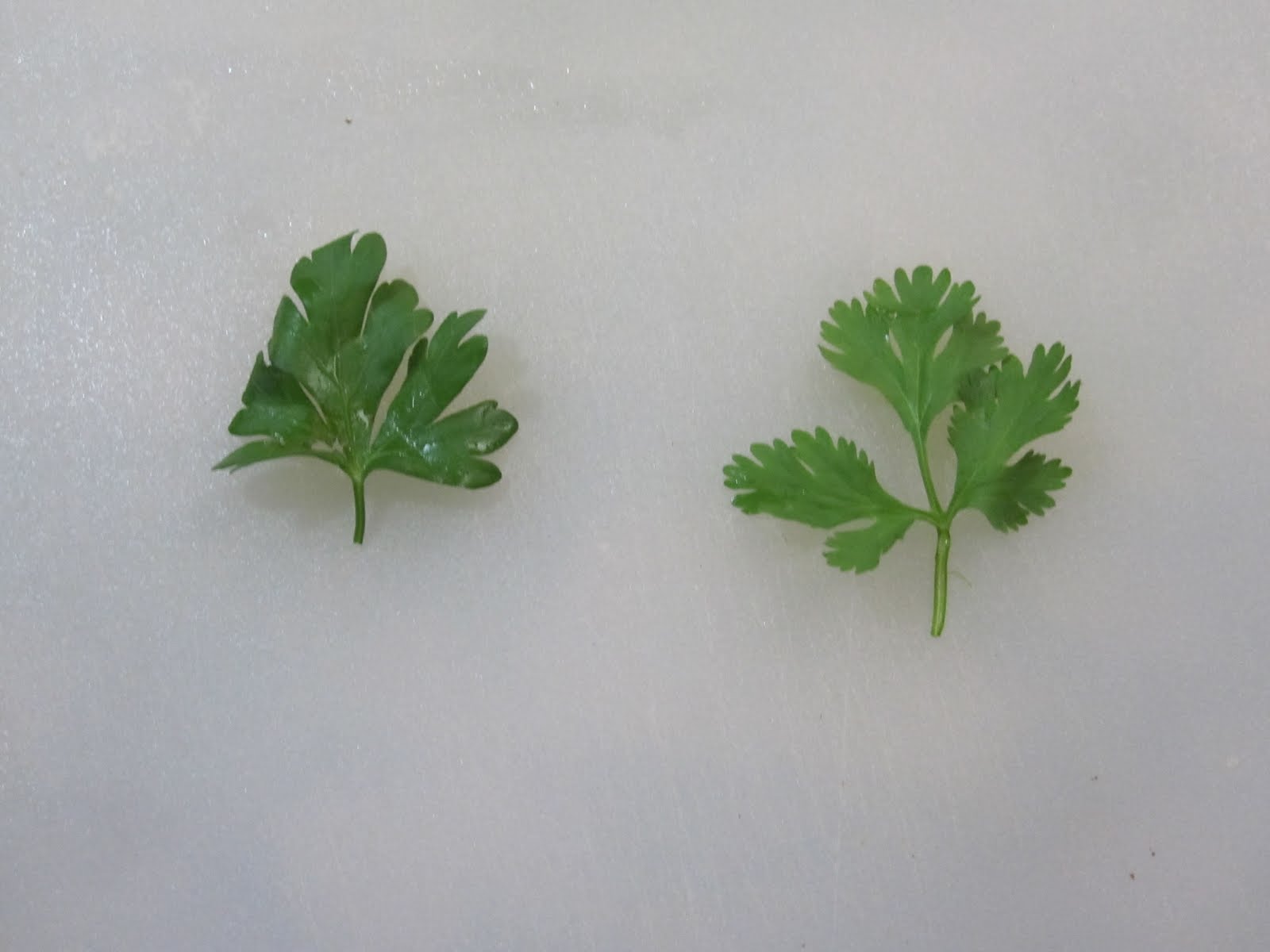 Shut Up and Eat Cooking Lessons 1 Parsley and Cilantro are NOT