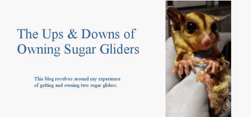 The Ups & Downs of Owning Sugar Gliders