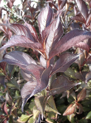 Future Plants By Randy Stewart Weigela