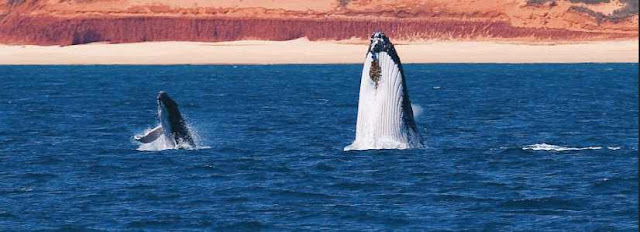 Mother and calf humpback whales breach in the Kimberley