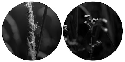 Black White Grasses Jururekamphoto