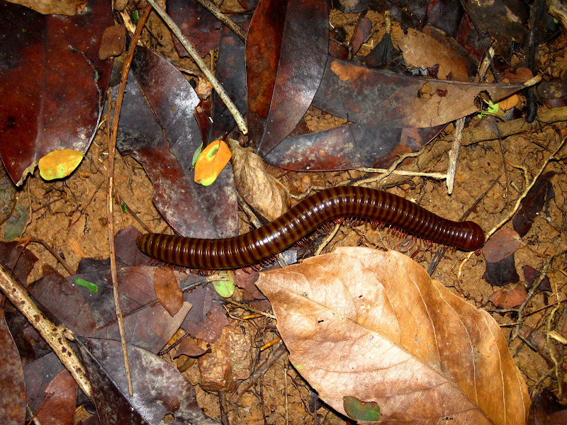 Day 2: Kingfisher Park - Virgin Forest: Hiking 101 (lol!) title=