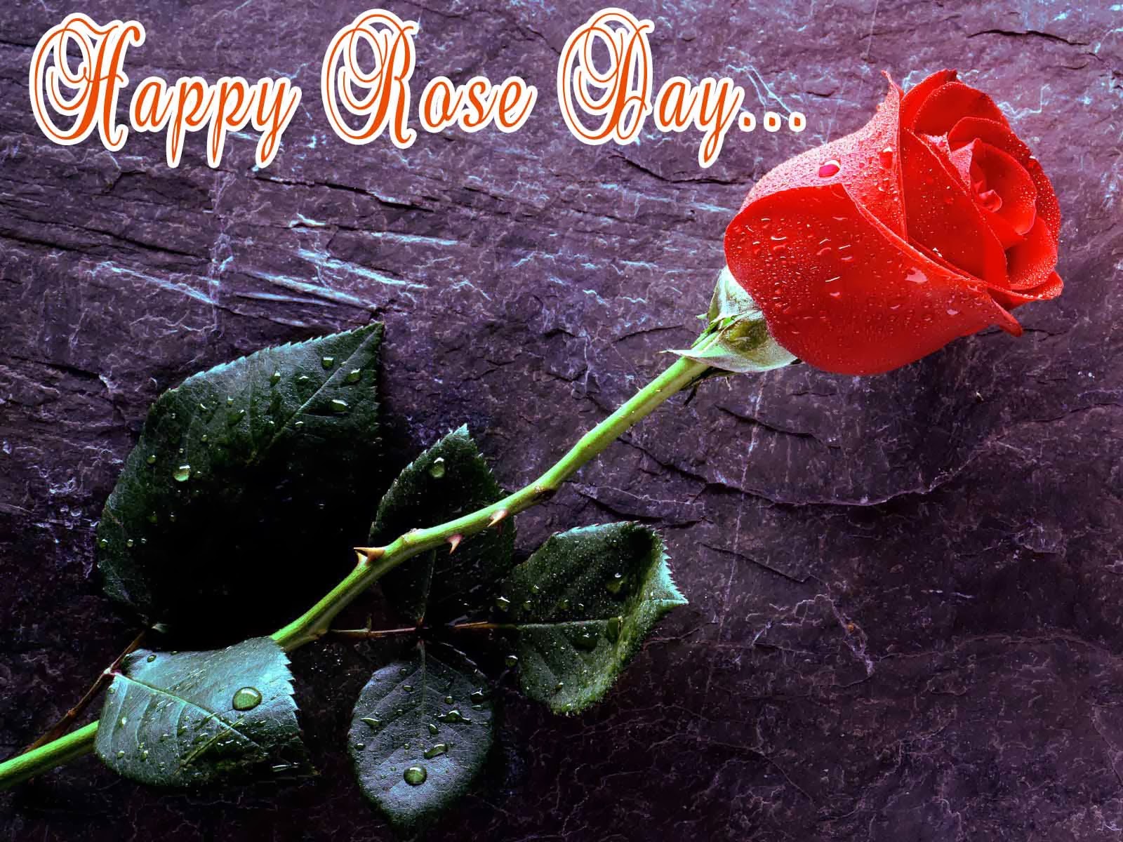 Missing Beats of Life: Happy Rose day (7th February 2014) HD Wallpapers