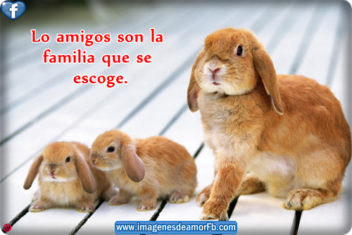 Imagenes de conejos con frases de amistad ~ Imagenes de amor con Imagenes de conejos con frases de amistad ~ Imagenes de amor con