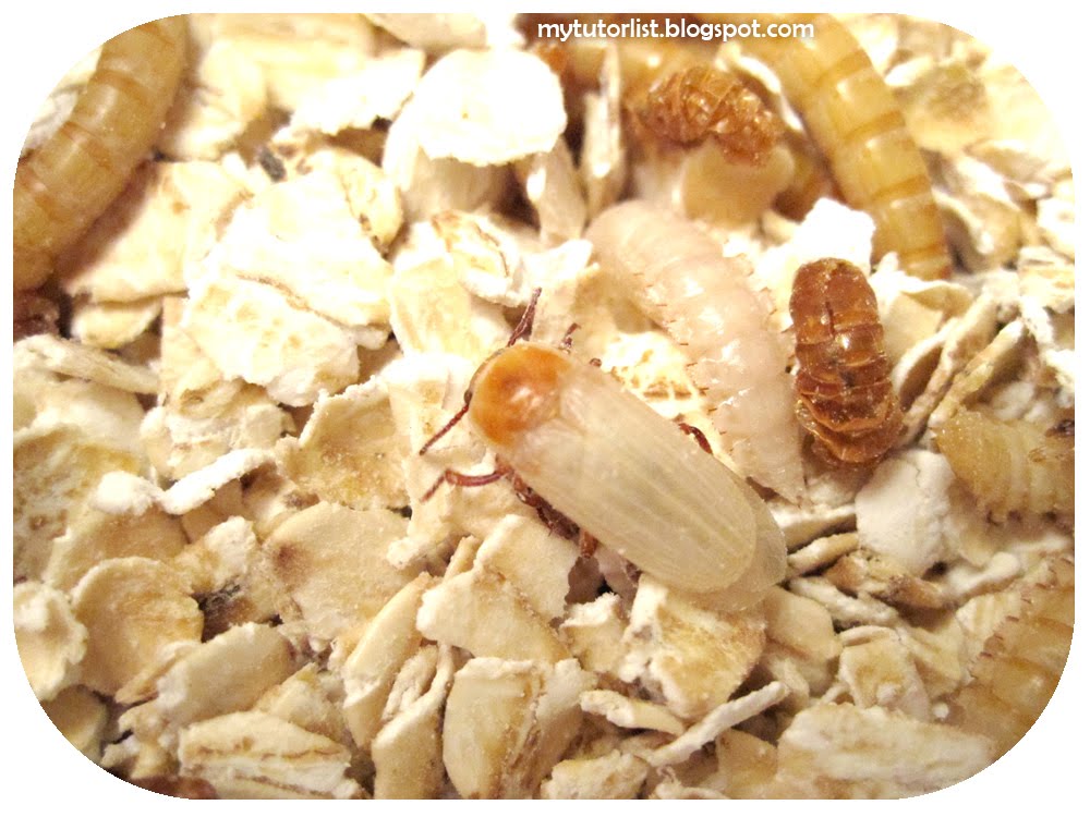 How To Start A Mealworm Colony Behind