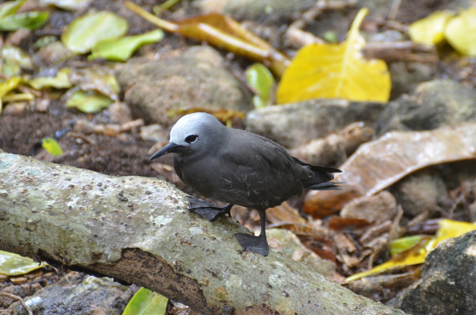 Oiseau - Ile Cousin Oiseau - Ile Cousin