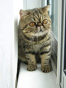gambar Kucing Exotic Shorthair