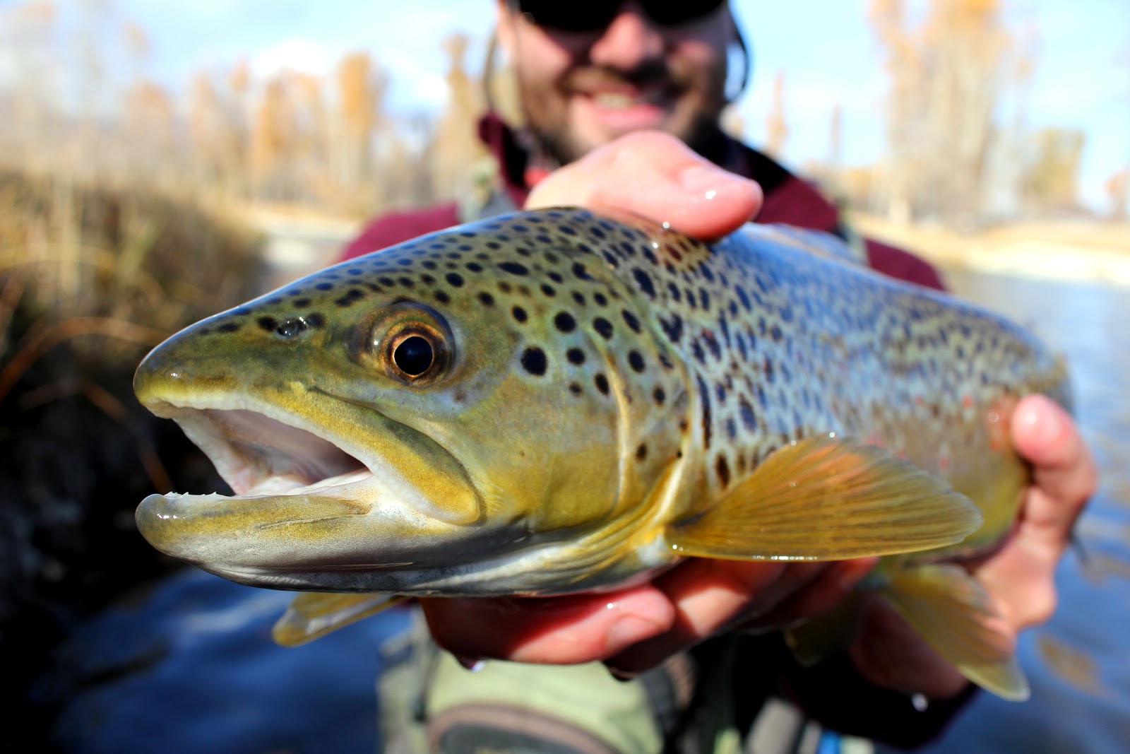 Montana Brown Trout Montana Brown Trout