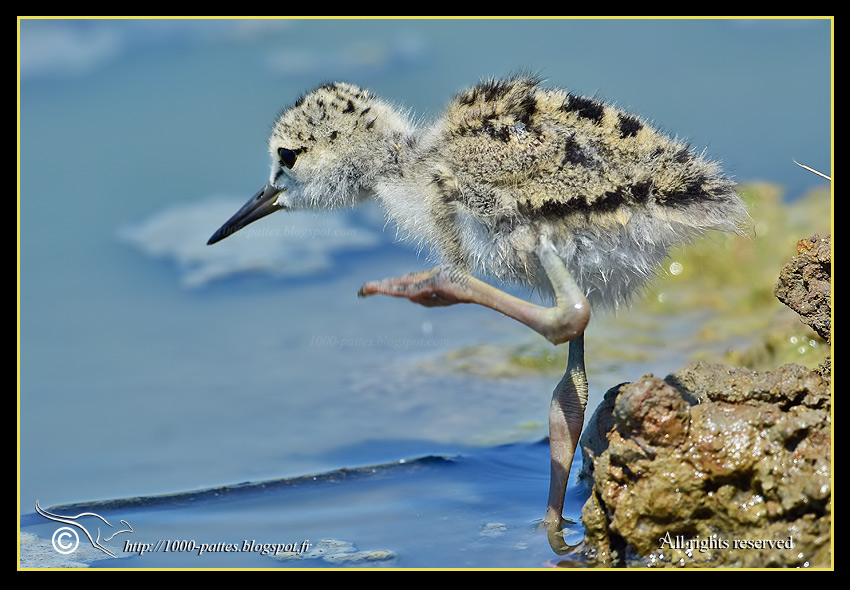 Himantopus himantopus - 1000-pattes.blogspot.com/