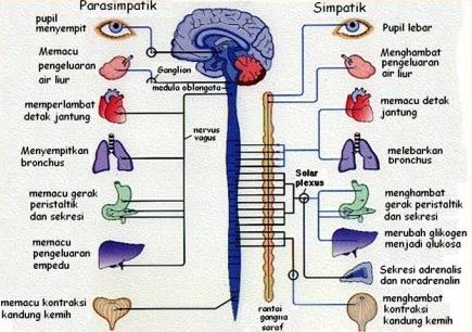 Pengertian Dan Fungsi Sistem Saraf Simpatik Dan Parasimpatik