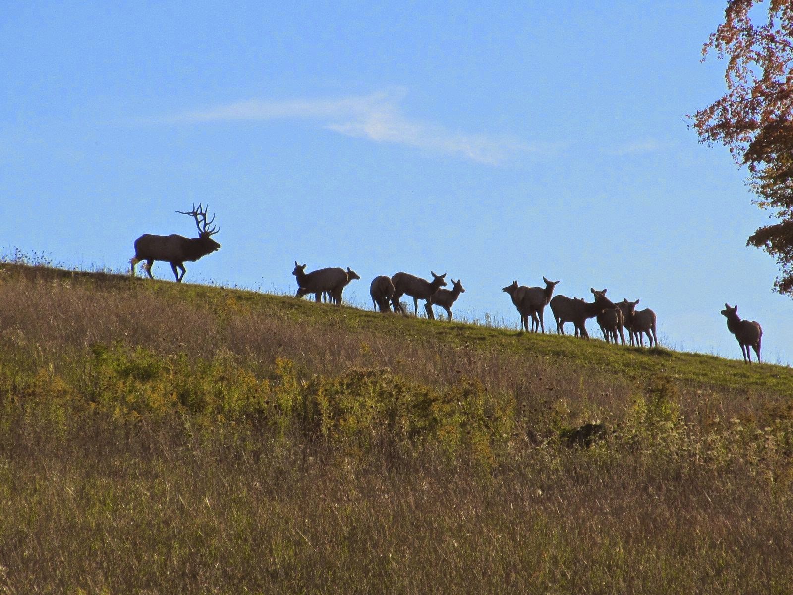 during our hike we came upon a huge bull cajoling 19 cows in a grass field i got some great distant skyline photos of this group just after the king bull during our hike we came upon a huge bull cajoling 19 cows in a grass field i got some great distant skyline photos of this group just after the king bull