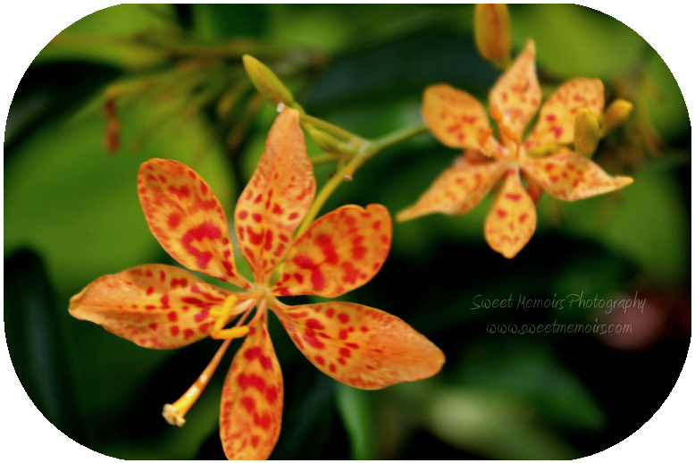 Cherry Berry Flower Photography Leopard Lily