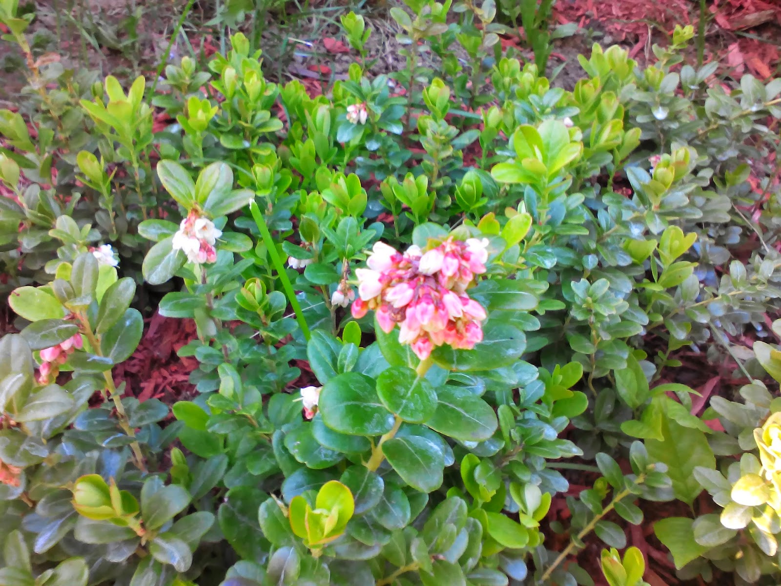 lingonberry plants near me lingonberry plants near me