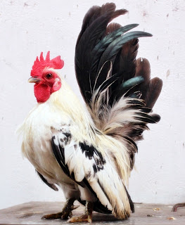 Usaha penggemukan sapi limosin ternak ayam yang baik