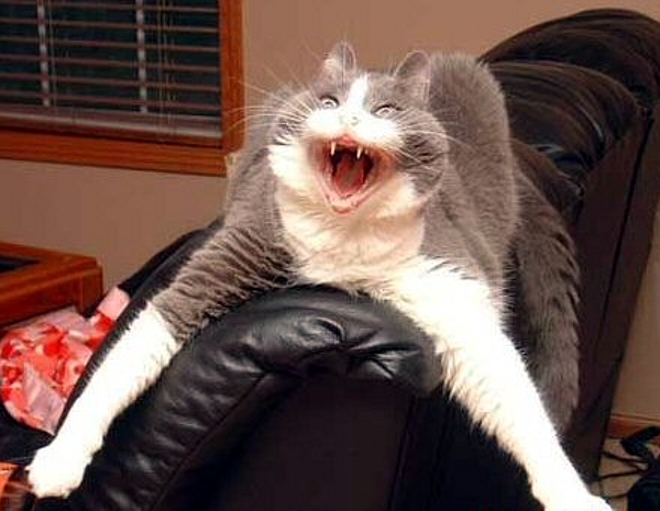 lol cat scary lol cat scary