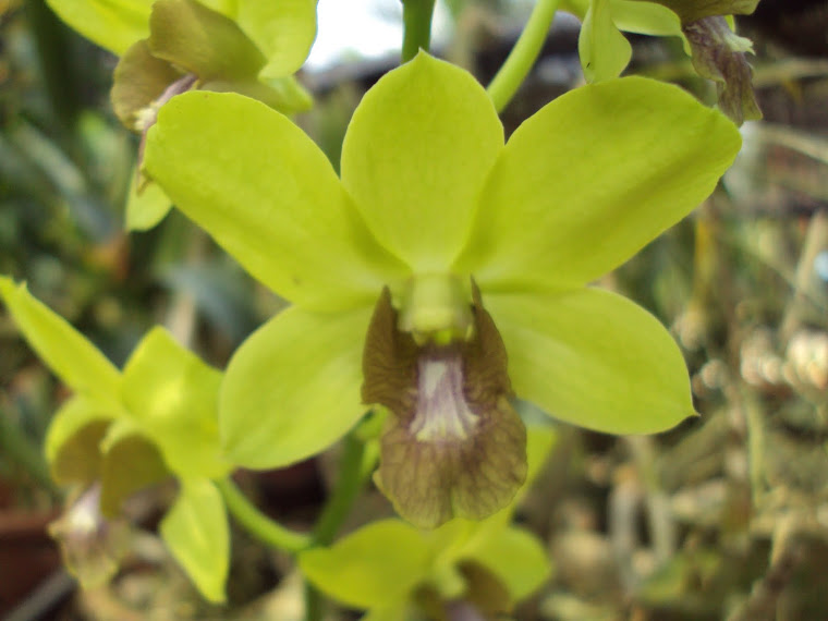 green dendrobium