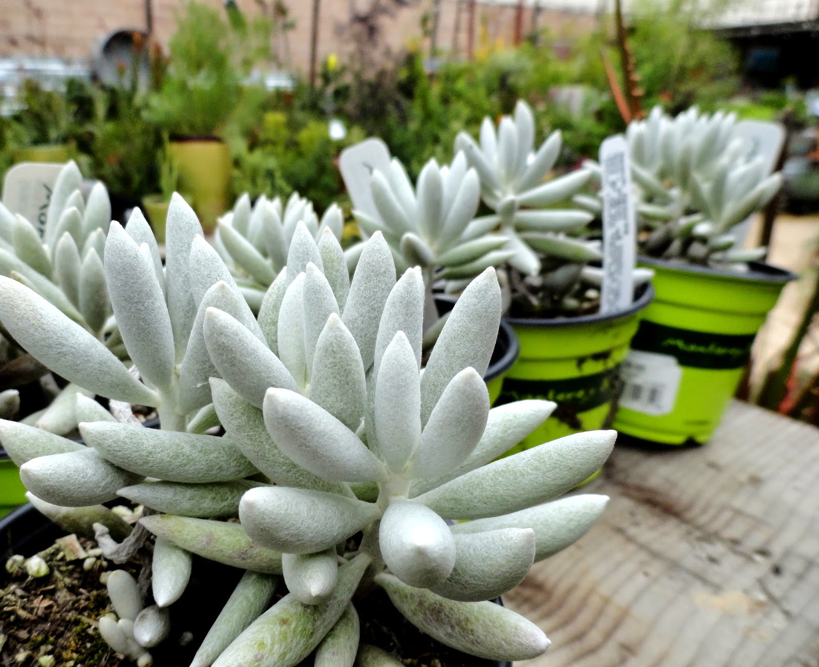 danger garden Visiting Flowerland...