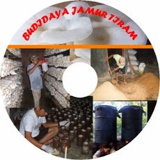 V-CD Budidaya Jamur Tiram