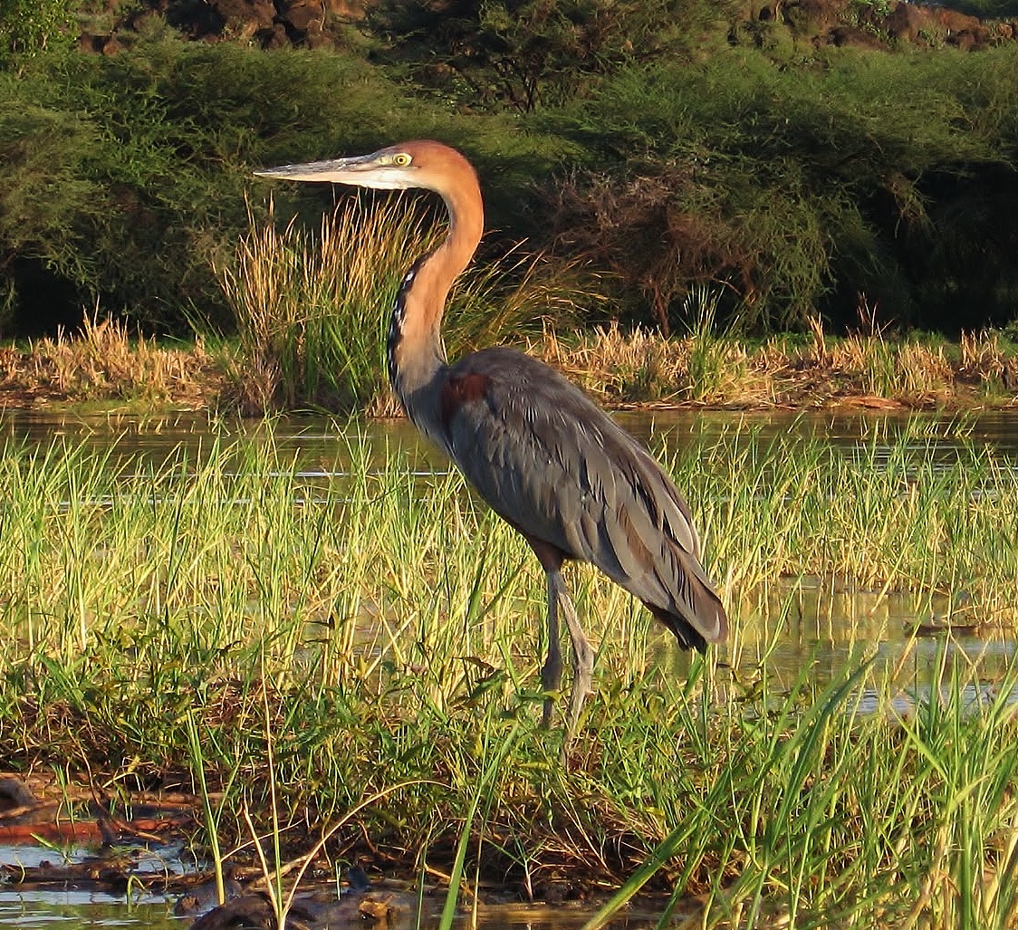Birds of the World Goliath heron