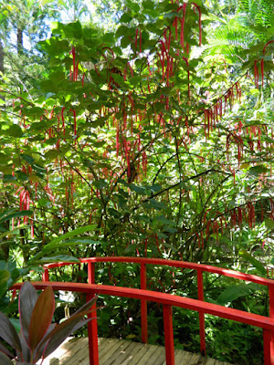 Red bridge Diamond Botanical Gardens Soufriere St. Lucia by garden muses-not another Toronto gardening blog