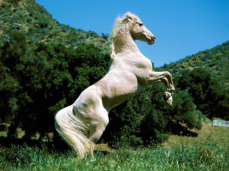 horse desktop wallpaper. animal desktop wallpaper.