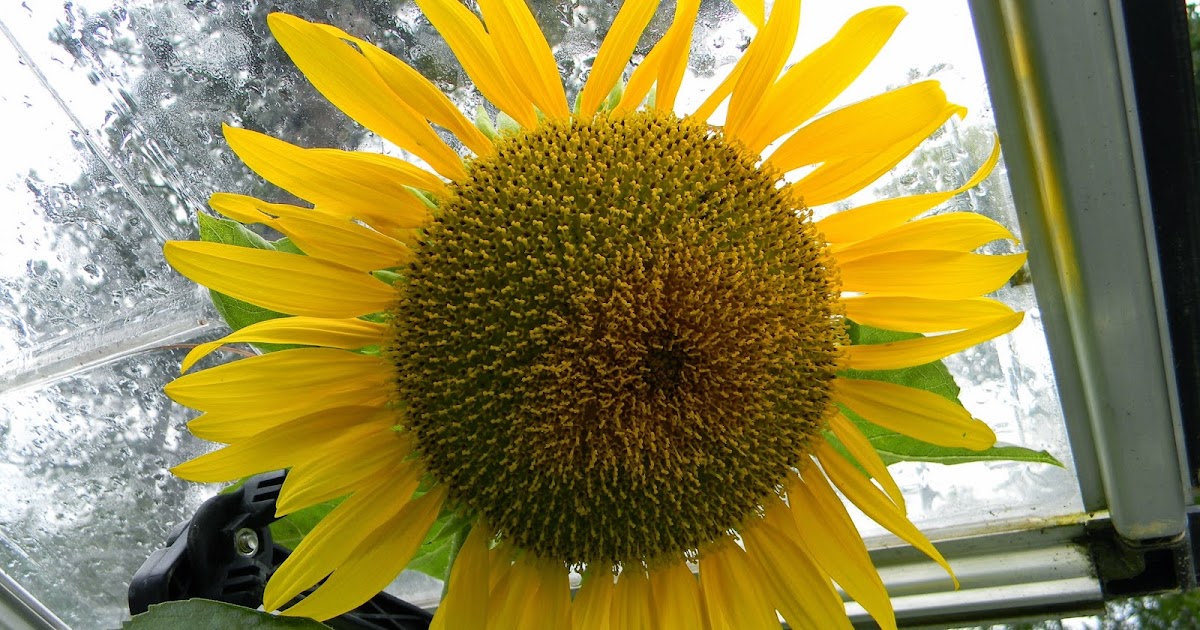 Bees, Birds, Berries, and Blooms! A bee loud glade...